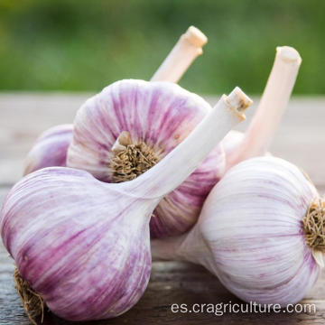 Precio de verduras frescas de ajo rojo natural